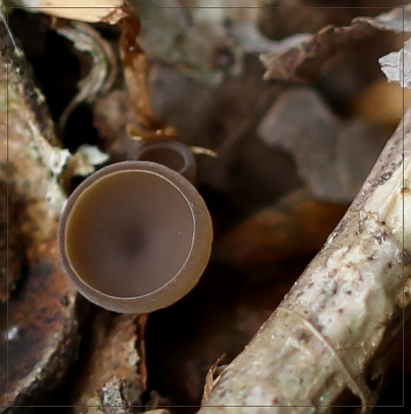 Eikelbekertje - Ciboria pseudotuberosa