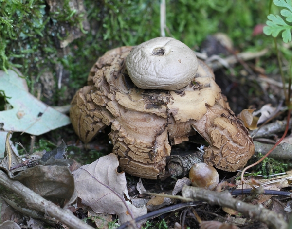 Gekraagde aardster - Geastrum triplex