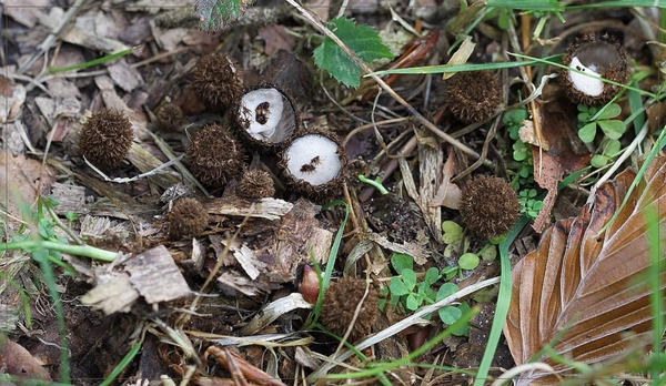 Gestreept nestzwammetje - Cyathus striatus