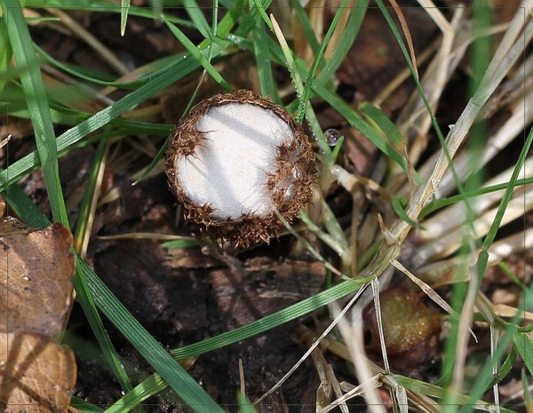 Gestreept nestzwammetje - Cyathus striatus