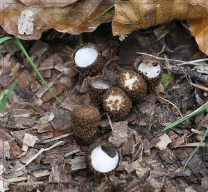 Gestreept nestzwammetje - Cyathus striatus