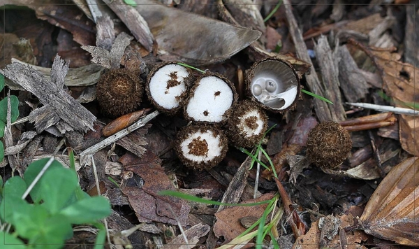 Gestreept nestzwammetje - Cyathus striatus