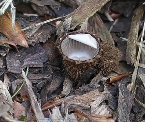 Gestreept nestzwammetje - Cyathus striatus