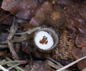 Gestreept nestzwammetje - Cyathus striatus