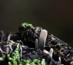 Geweizwam - Xylaria hypoxylon