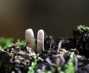 Geweizwam - Xylaria hypoxylon