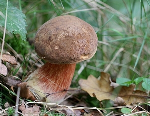 Gewone heksenboleet - Boletus erythopus