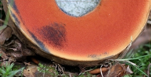 Gewone heksenboleet - Boletus erythopus