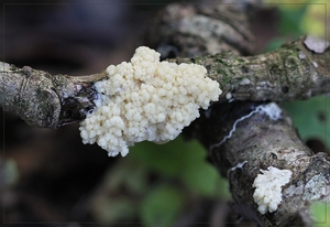 Groot kalkschuim - Mucilago crustacea