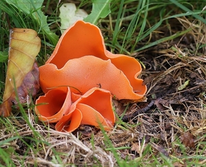 Grote oranje bekerzwam - Aleuria aurantia