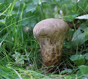 Plooivoetstuifzwam - Calvatia excipuliformis