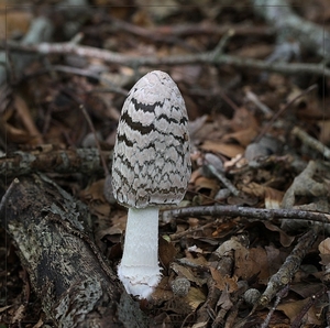 Spechtinktzwam - Coprinopsis picacea