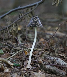 Spechtinktzwam - Coprinopsis picacea