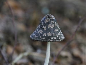 Spechtinktzwam - Coprinopsis picacea