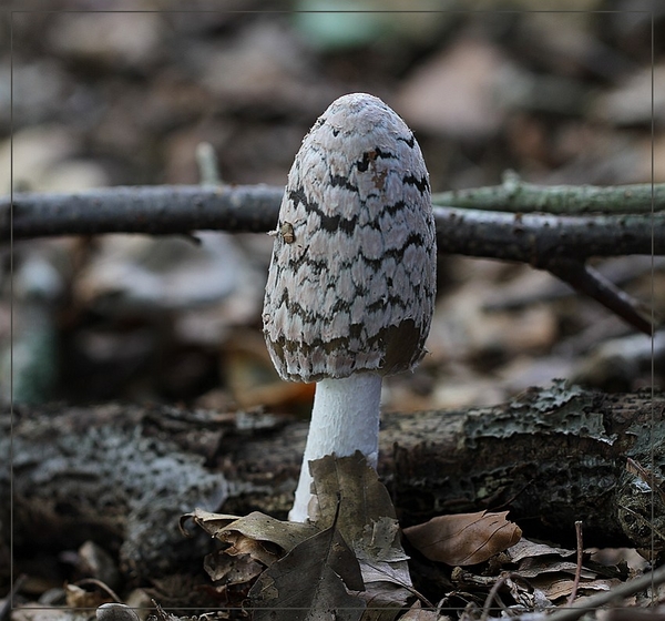 Spechtinktzwam - Coprinopsis picacea