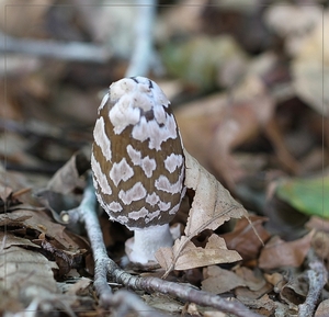 Spechtinktzwam - Coprinopsis picacea