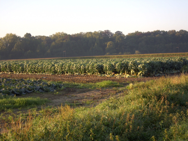 Dagfietstocht Buggenhout Bos - 28 september 2015