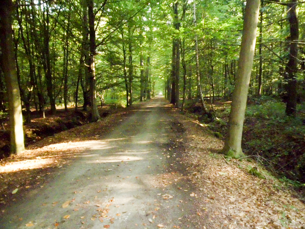 Dagfietstocht Buggenhout Bos - 28 september 2015