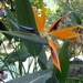 Strelitzia...