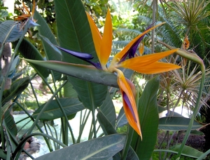 Strelitzia...