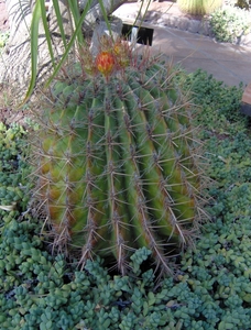 Bloeiende cactus