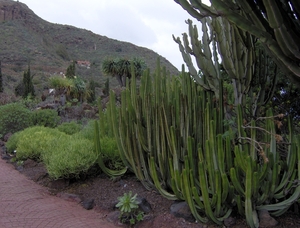 Cactussen bij de vleet...