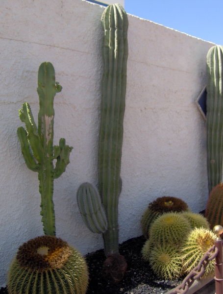 Kanjers van cactussen...