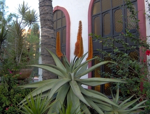 En van de talrijke planten uit de prachtige tuin van dit hotel