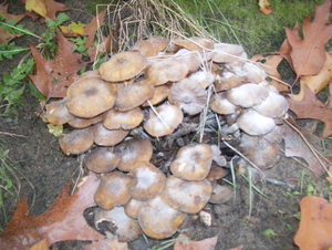 Wandeling langs Vrouwvliet - 19 oktober 2015