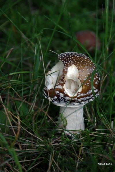 sized_sized_IMG_70105a pado's