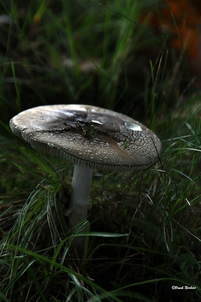 sized_sized_IMG_70106a pado's