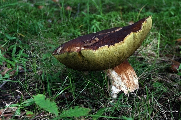 sized_sized_IMG_70108a pado's