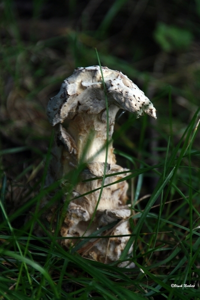 sized_sized_IMG_70109a pado's