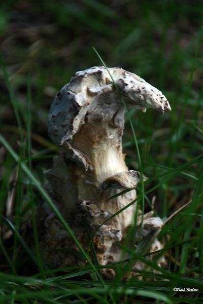 sized_sized_IMG_70110a pado's