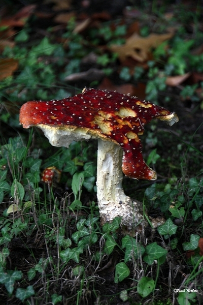 sized_sized_IMG_70112a pado's