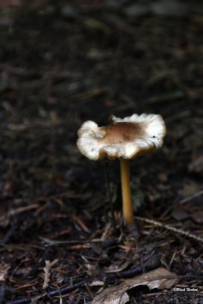 sized_sized_IMG_70127a pado's