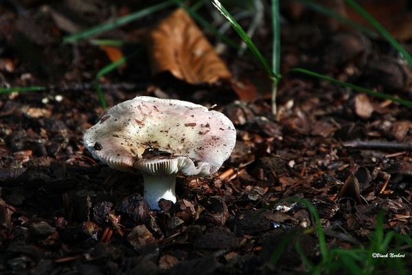 sized_sized_IMG_70128a pado's