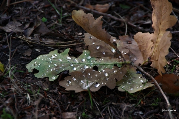 sized_sized_IMG_70129a tegenlicht