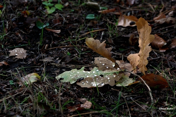 sized_sized_IMG_70130a afgewaaid