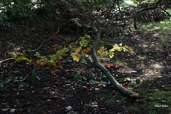 sized_sized_IMG_70131a afgewaaid