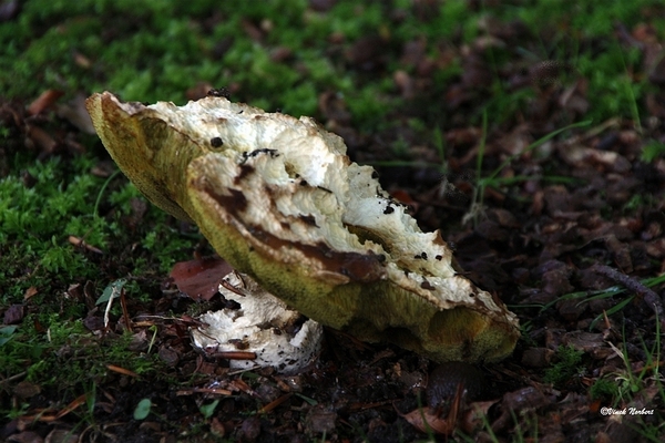 sized_sized_IMG_70132a pado's