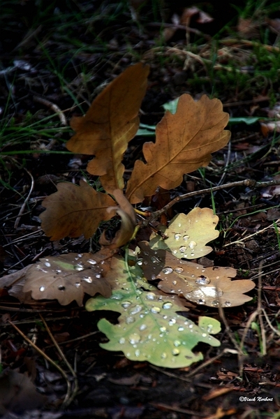 sized_sized_IMG_70133a afgewaaid