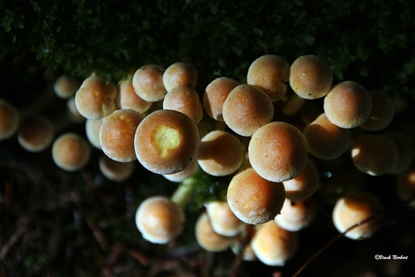 sized_sized_IMG_70136a pado's