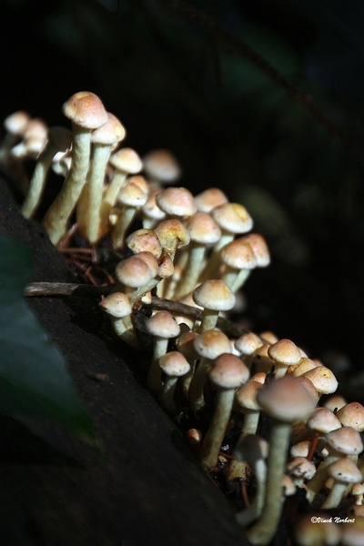 sized_sized_IMG_70138a pado's