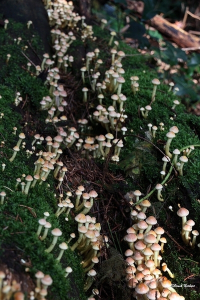 sized_sized_IMG_70139a pado's