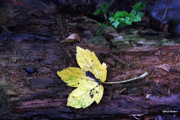 sized_sized_IMG_70152a het wordt herfst