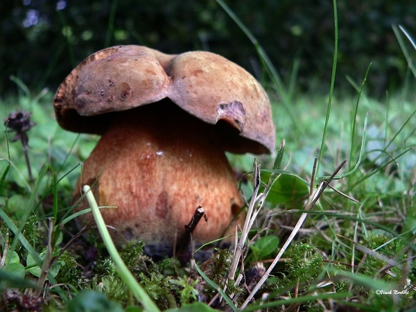 sized_sized_P2370433a boleet