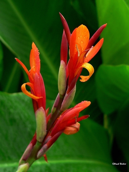 sized_sized_P2370447a onbekend