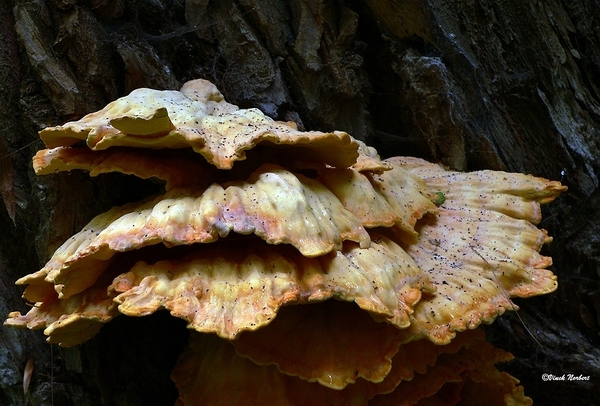 sized_sized_P2370451a zwavelzwam