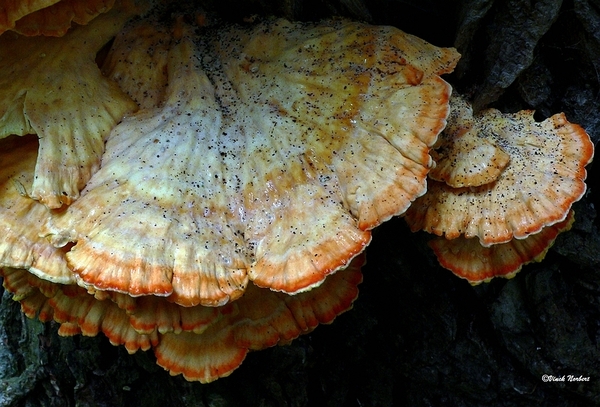 sized_sized_P2370452a zwavelzwam